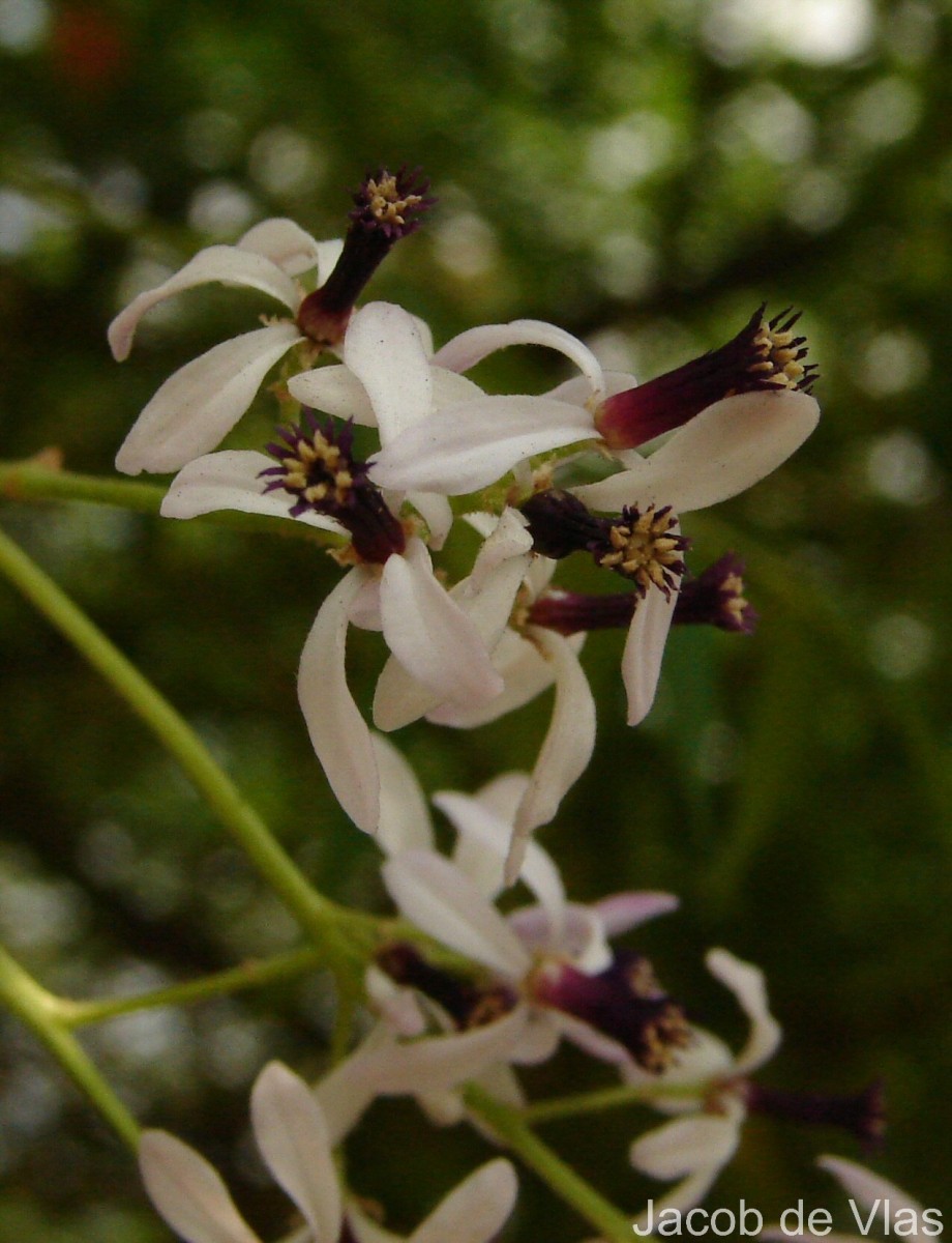Melia azedarach L.